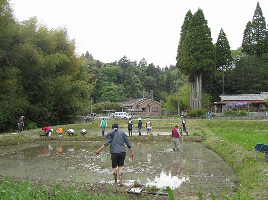 ネイチャークラブ田植え